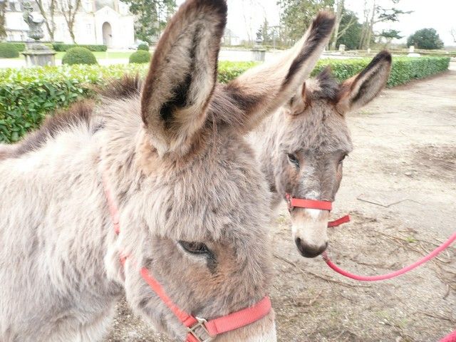 carnval 17 mars 2013 (13).jpg